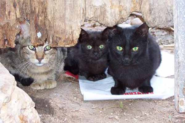 Tres_Gatos.jpg (33508 bytes)