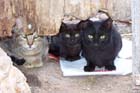 Tres_Gatos_TN.jpg (8353 bytes)