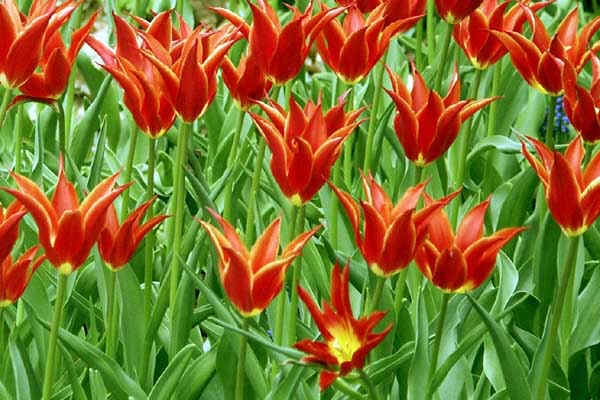 Tulips.jpg