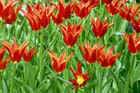 Tulips_TN.jpg (4298 bytes)